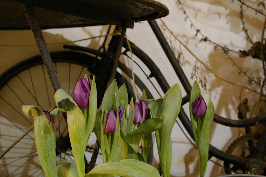 macro fleurs: macro fleurs 003